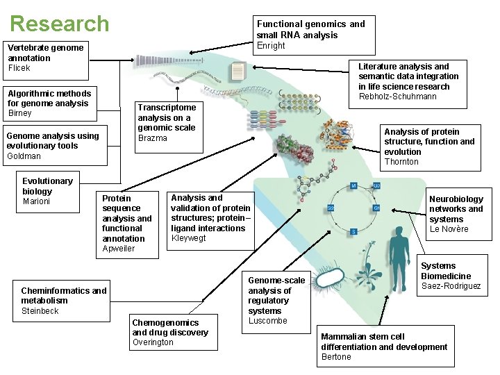 Research Functional genomics and small RNA analysis Enright Vertebrate genome annotation Flicek Literature analysis