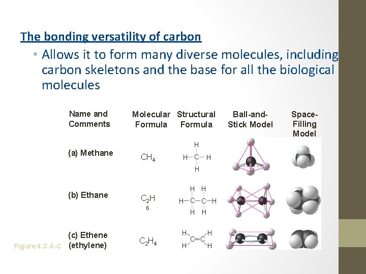 The bonding versatility of carbon • Allows it to form many diverse molecules, including