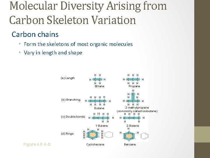 Molecular Diversity Arising from Carbon Skeleton Variation Carbon chains • Form the skeletons of