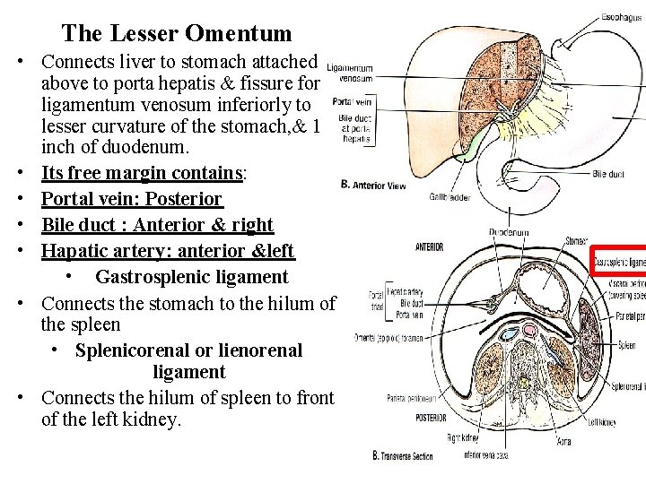 The Lesser Omentum • Connects liver to stomach attached above to porta hepatis &