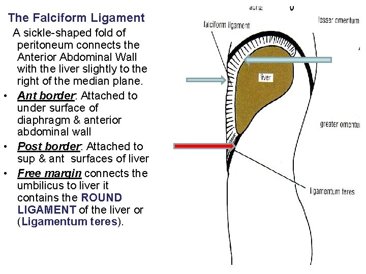 The Falciform Ligament A sickle-shaped fold of peritoneum connects the Anterior Abdominal Wall with