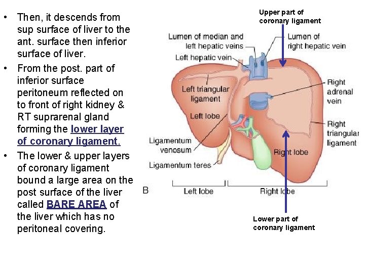  • Then, it descends from sup surface of liver to the ant. surface