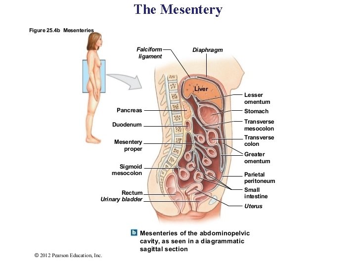 The Mesentery 