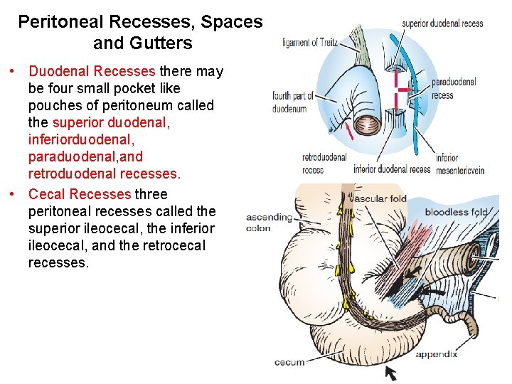 Peritoneal Recesses, Spaces, and Gutters • Duodenal Recesses there may be four small pocket