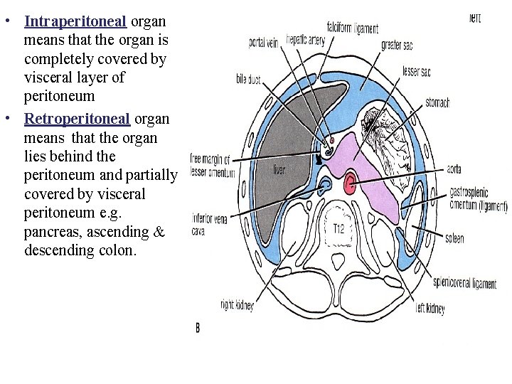  • Intraperitoneal organ means that the organ is completely covered by visceral layer