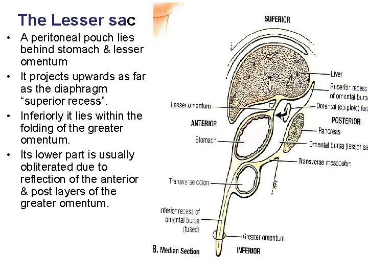 The Lesser sac • A peritoneal pouch lies behind stomach & lesser omentum •