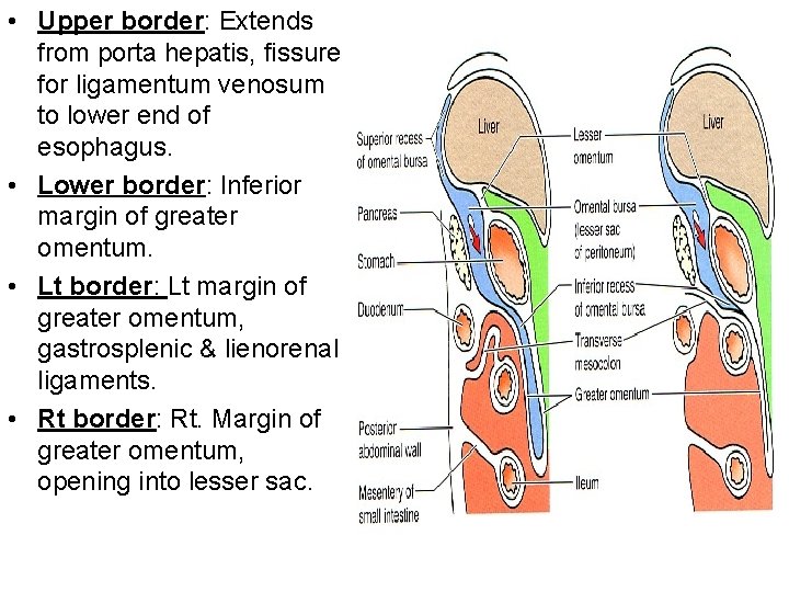  • Upper border: Extends from porta hepatis, fissure for ligamentum venosum to lower
