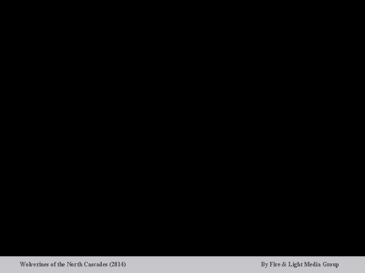 Wolverines of the North Cascades (2014) By Fire & Light Media Group 