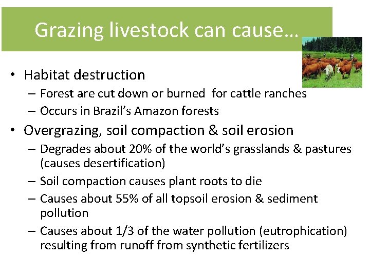 Grazing livestock can cause… • Habitat destruction – Forest are cut down or burned
