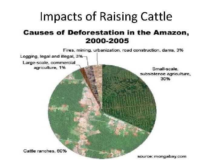 Impacts of Raising Cattle 