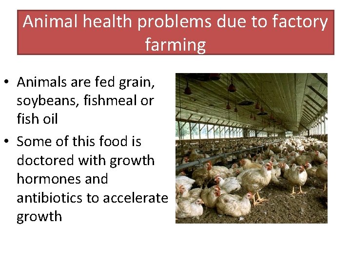 Animal health problems due to factory farming • Animals are fed grain, soybeans, fishmeal