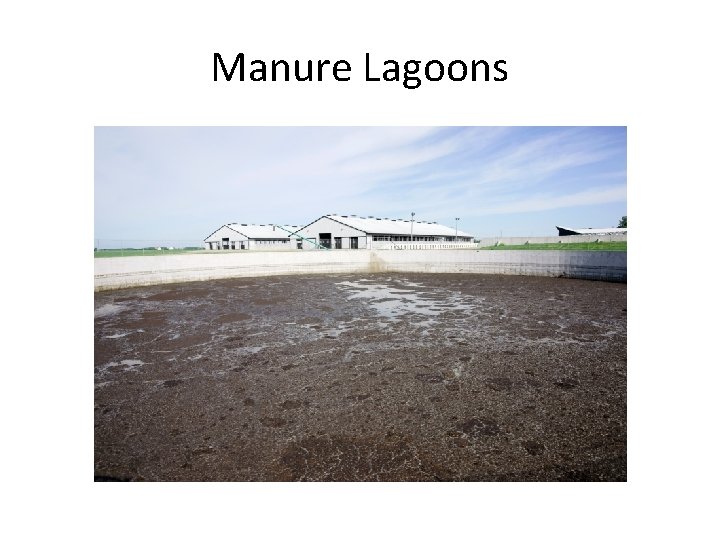 Manure Lagoons 