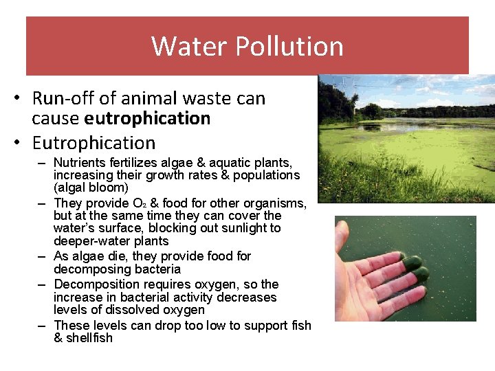 Water Pollution • Run-off of animal waste can cause eutrophication • Eutrophication – Nutrients