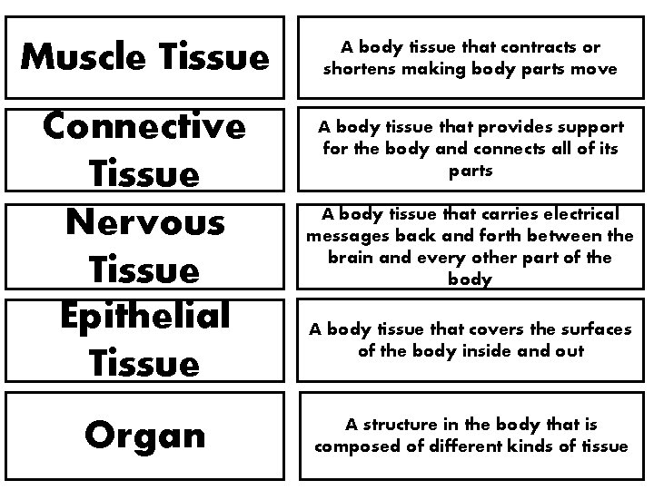 Muscle Tissue A body tissue that contracts or shortens making body parts move Connective Muscle Tissue A body tissue that contracts or shortens making body parts move Connective