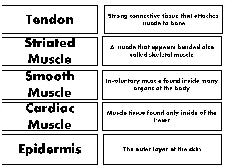 Tendon Strong connective tissue that attaches muscle to bone Striated Muscle Smooth Muscle Cardiac Tendon Strong connective tissue that attaches muscle to bone Striated Muscle Smooth Muscle Cardiac