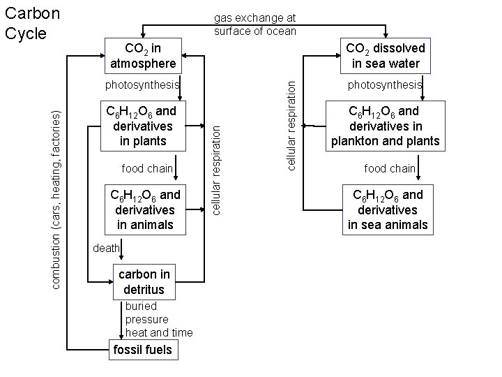 gas exchange at surface of ocean CO 2 dissolved in sea water photosynthesis C