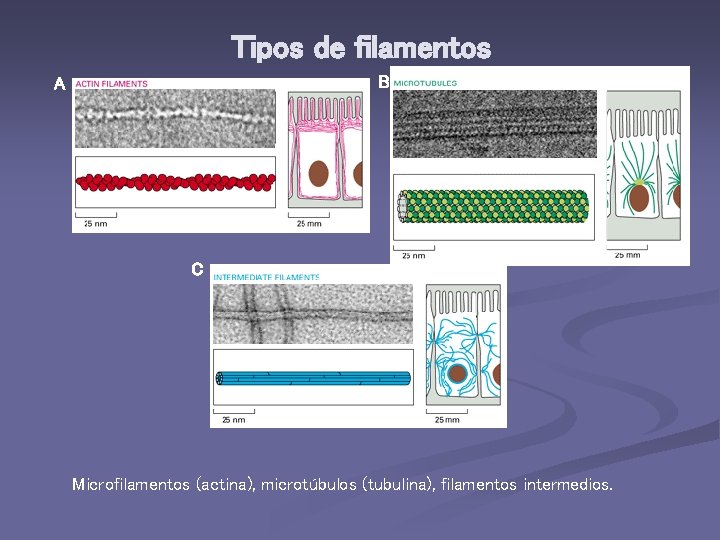 Tipos de filamentos B A C Microfilamentos (actina), microtúbulos (tubulina), filamentos intermedios. 