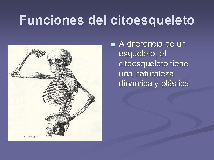 Funciones del citoesqueleto n A diferencia de un esqueleto, el citoesqueleto tiene una naturaleza