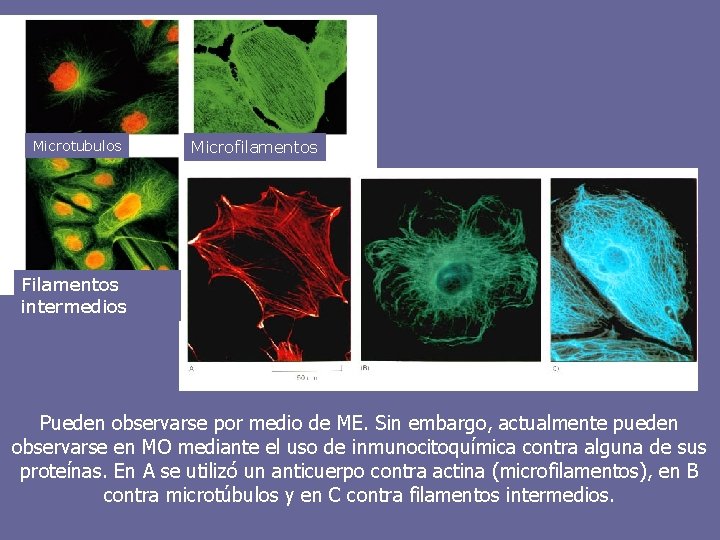 Microtubulos Microfilamentos Filamentos intermedios Pueden observarse por medio de ME. Sin embargo, actualmente pueden