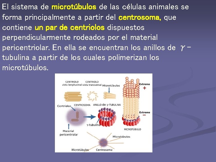 El sistema de microtúbulos de las células animales se forma principalmente a partir del