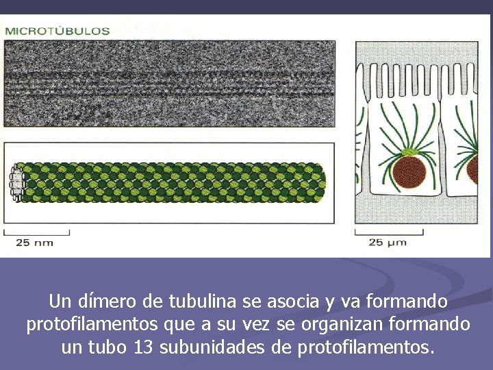 Un dímero de tubulina se asocia y va formando protofilamentos que a su vez