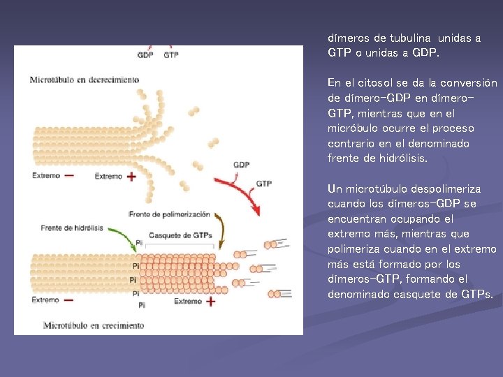dímeros de tubulina unidas a GTP o unidas a GDP. En el citosol se