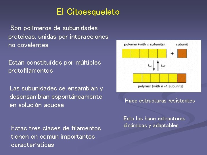 El Citoesqueleto Son polímeros de subunidades proteicas, unidas por interacciones no covalentes Están constituídos