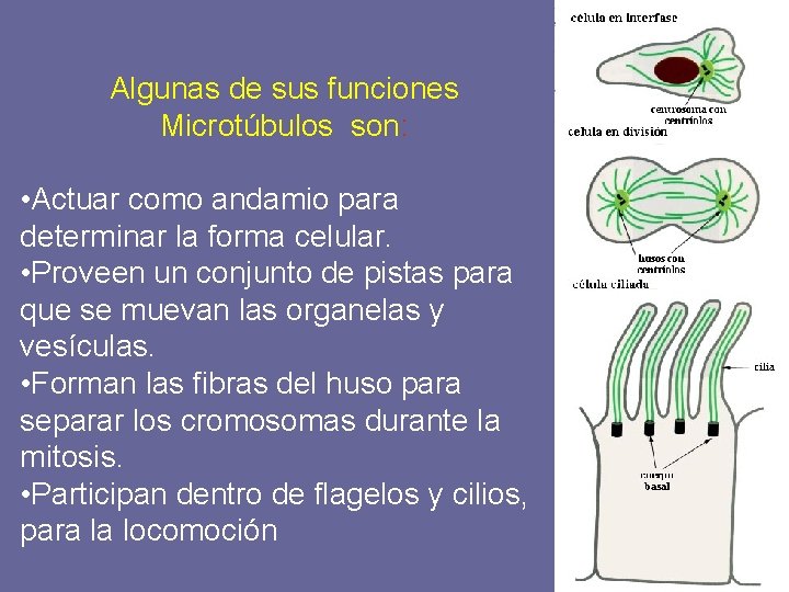 Algunas de sus funciones Microtúbulos son: • Actuar como andamio para determinar la forma