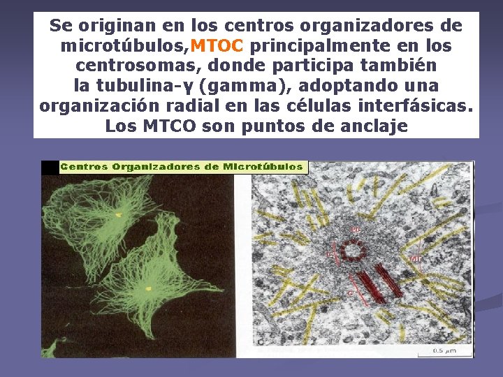 Se originan en los centros organizadores de microtúbulos, MTOC principalmente en los centrosomas, donde