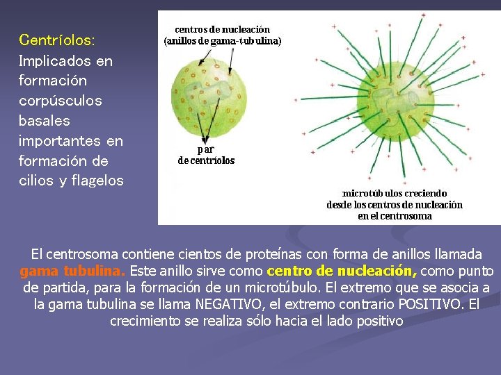 Centríolos: Implicados en formación corpúsculos basales importantes en formación de cilios y flagelos El