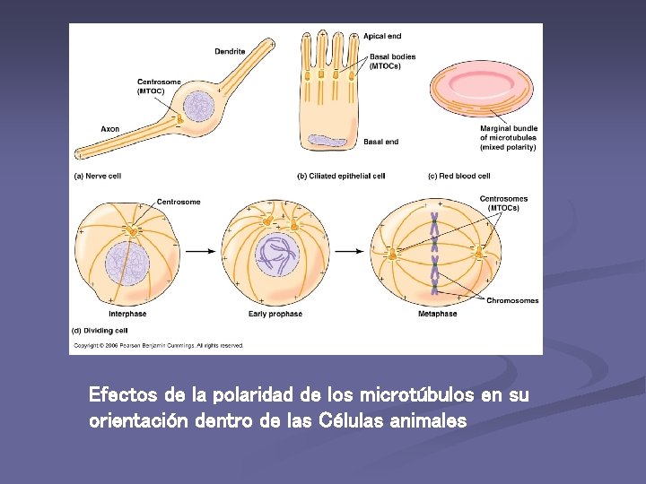 Efectos de la polaridad de los microtúbulos en su orientación dentro de las Células