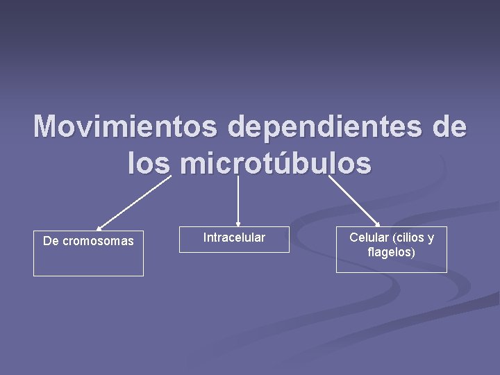 Movimientos dependientes de los microtúbulos De cromosomas Intracelular Celular (cilios y flagelos) 