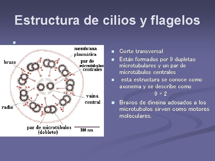 Estructura de cilios y flagelos n n n Corte transversal Están formados por 9