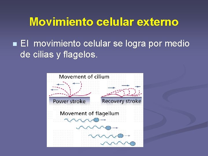 Movimiento celular externo n El movimiento celular se logra por medio de cilias y