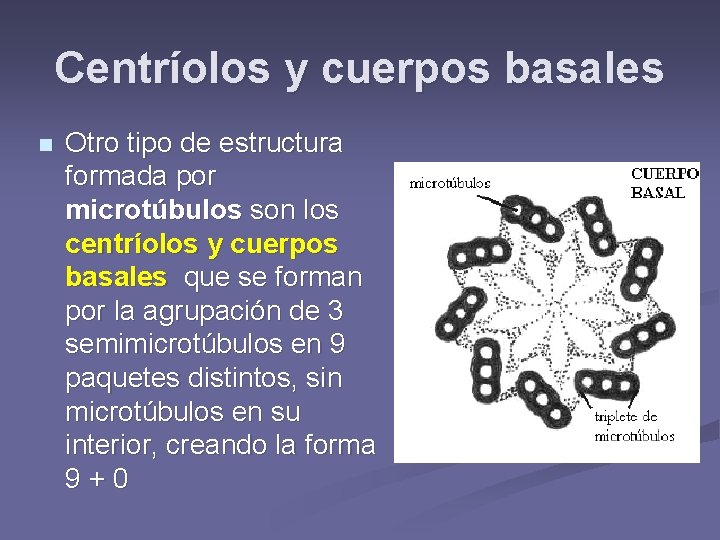 Centríolos y cuerpos basales n Otro tipo de estructura formada por microtúbulos son los