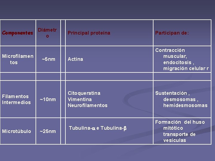 Componentes Microfilamen tos Filamentos Intermedios Microtúbulo Diámetr o ~5 nm ~10 nm ~25 nm