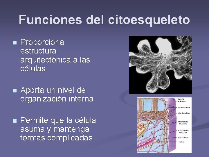 Funciones del citoesqueleto n Proporciona estructura arquitectónica a las células n Aporta un nivel