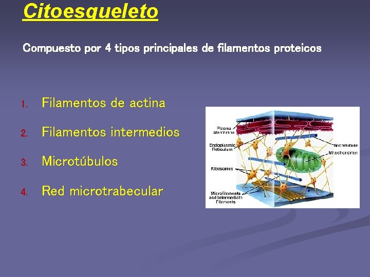 Citoesqueleto Compuesto por 4 tipos principales de filamentos proteicos 1. Filamentos de actina 2.