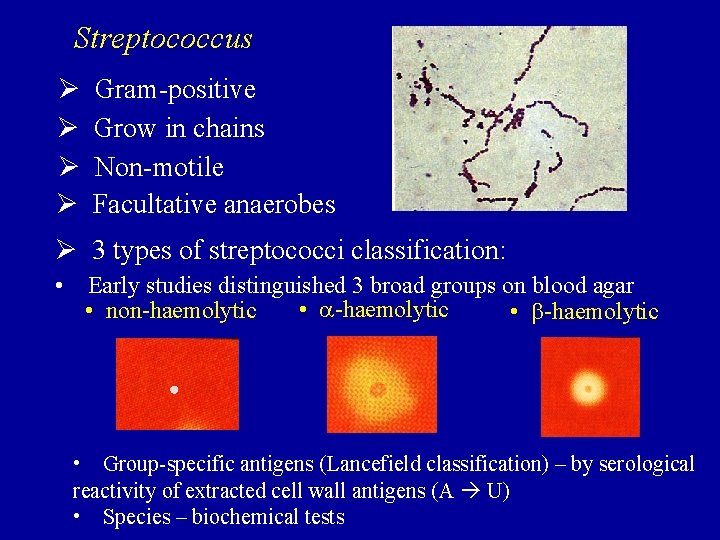 Streptococcus Ø Ø Gram-positive Grow in chains Non-motile Facultative anaerobes Ø 3 types of