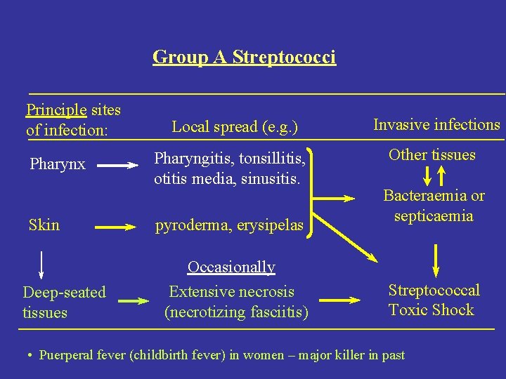 Group A Streptococci Principle sites of infection: Pharynx Skin Deep-seated tissues Local spread (e.