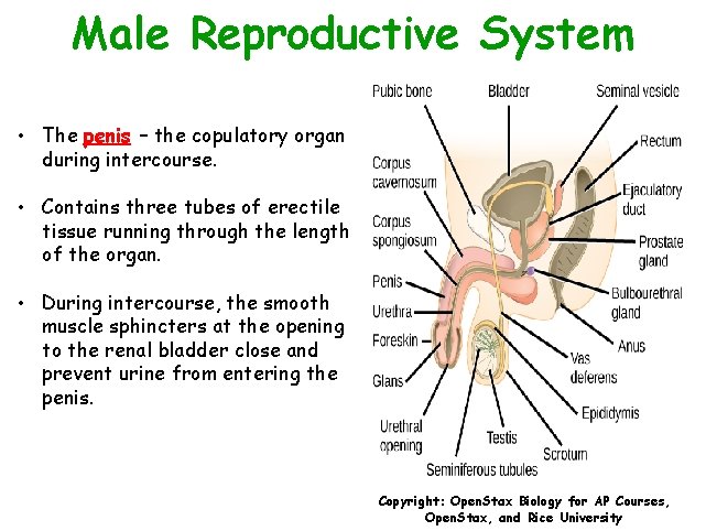 Male Reproductive System • The penis – the copulatory organ during intercourse. • Contains