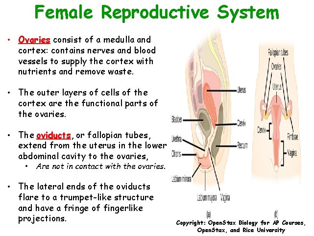 Female Reproductive System • Ovaries consist of a medulla and cortex: contains nerves and