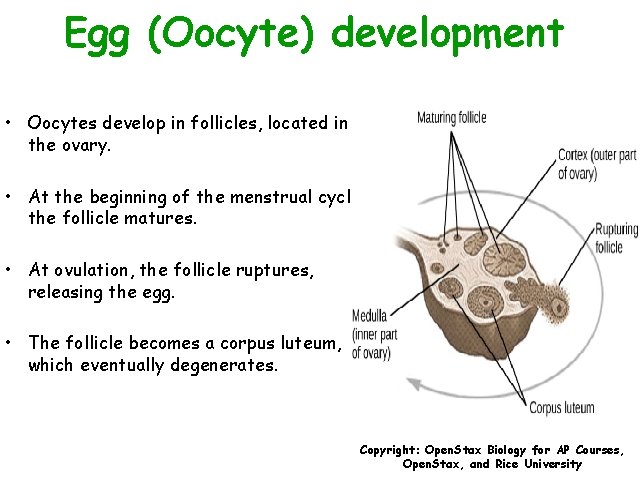 Egg (Oocyte) development • Oocytes develop in follicles, located in the ovary. • At