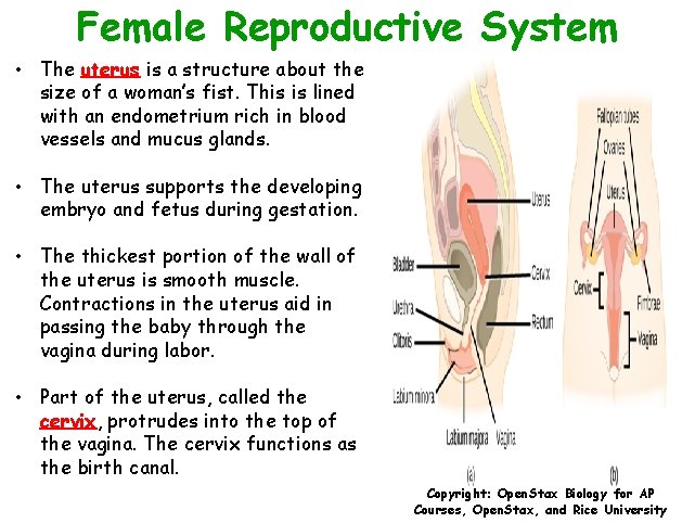 Female Reproductive System • The uterus is a structure about the size of a