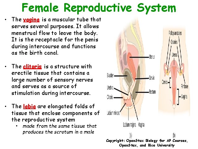 Female Reproductive System • The vagina is a muscular tube that serves several purposes.