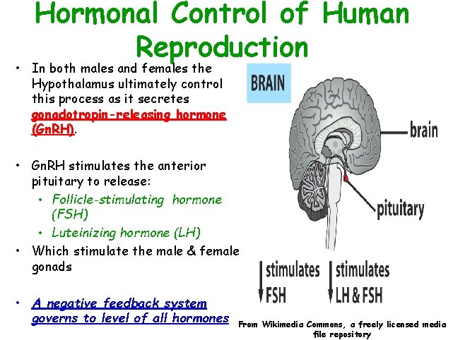 Hormonal Control of Human Reproduction • In both males and females the Hypothalamus ultimately