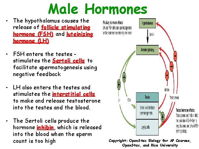 Male Hormones • The hypothalamus causes the release of follicle stimulating hormone (FSH) and