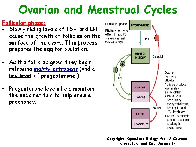 Ovarian and Menstrual Cycles Follicular phase: • Slowly rising levels of FSH and LH