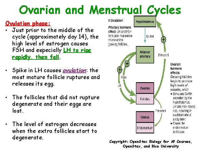 Ovarian and Menstrual Cycles Ovulation phase: • Just prior to the middle of the