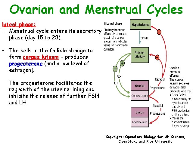 Ovarian and Menstrual Cycles luteal phase: • Menstrual cycle enters its secretory phase (day